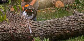 Best Tree Cabling and Bracing  in Granger, WA