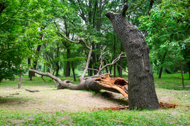 Best Tree and Shrub Care  in Granger, WA