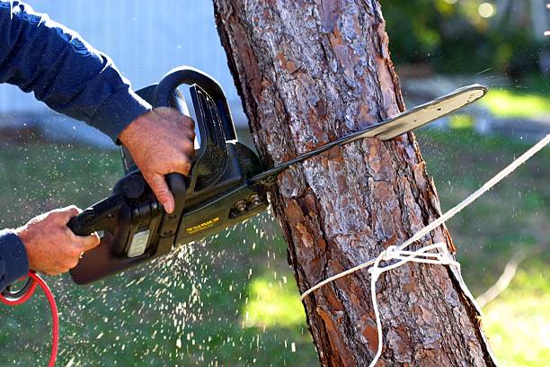 Best Emergency Tree Removal  in Granger, WA