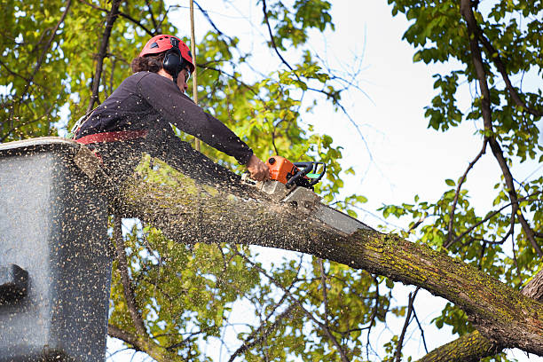 Best Root Management and Removal  in Granger, WA