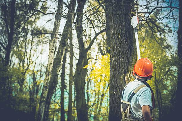Best Leaf Removal  in Granger, WA